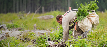 Man planting trees