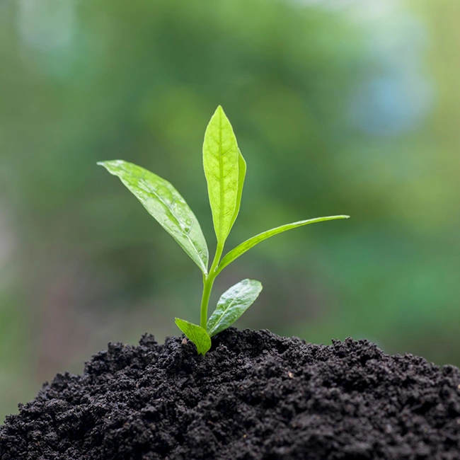 small green seedling growing in the dirt.